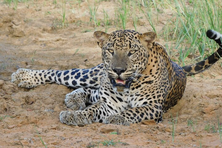 Yala National Park Safari PRIVATE TOURS - 3 Sessions  - Photo 1 of 9